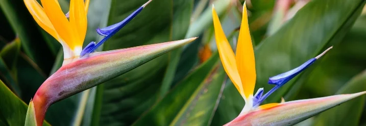 Zwei Paradiesvogelblumen